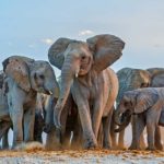 Elefantes africanos 1 Susan-McConnell