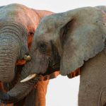 Elefantes africanos 2 Susan-McConnell