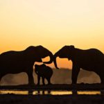 Elefantes africanos 3 Susan-McConnell