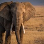 Elefantes africanos 7 Tom Stahl