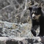 Oso con anteojos 3 Spectacled Bear Conservation