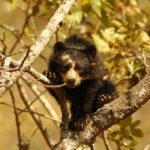 Oso con anteojos 4 Spectacled Bear Conservation