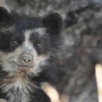 Oso con anteojos 5 Spectacled Bear Conservation