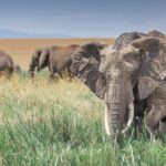 Elefantes en pradera