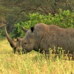 Animales Maravillosos - Rinoceronte en pradera