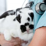 Veterinario abrazando conejo. ©Shutterstock