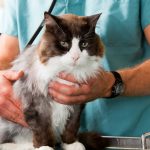 Gato visita al veterinario. ©Shutterstock