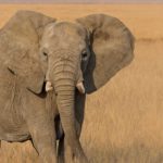 Elefantes africanos 11 Tom Stahl