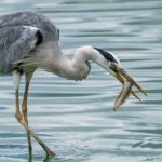 Garza se deleita con su alimento. ©Shutterstock