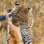 Leopardo atrapa a su presa. ©Shutterstock