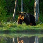 Oso en busca de alimento. ©Shutterstock