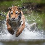 Tigre tras su presa. ©Shutterstock