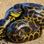 Anaconda que puede tragar presas dos veces su propio tamaño ©Shutterstock