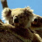 Familia de koalas ©BBC