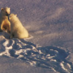 Familia osos polares ©BBC