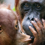 Familia de chimpancés ©BBC