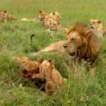 Familia de leones ©BBC