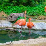 Flamingos ©Shutterstock