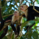 Monos capuchino que usan un repelente de insectos natural. ©Shutterstock