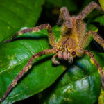 Phoneutria fera - Costa Rica ©Shutterstock