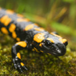 Salamandras que regeneran piernas y colas. ©Shutterstock