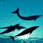Delfines nadando ©Shutterstock