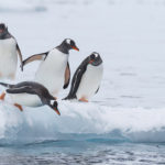 Pinguinos-sobre-la-nieve-en-la-Antártida