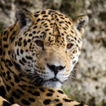 Jaguar. ©Pixabay