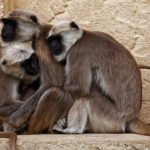 Primates, India. ©Pixabay