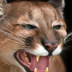 Puma furioso. ©Shutterstock