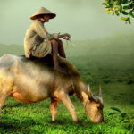 Vaca, Vietnam. ©Pixabay
