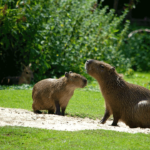 Capibaras o Carpinchos. ©Pixabay