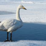 Cisne cantor sobre río congelado