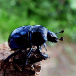 Escarabajo pelotero. ©Pixabay