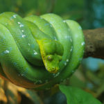 Serpiente verde de árbol. ©Pixabay