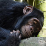 Chimpancé durmiendo. ©Pixabay