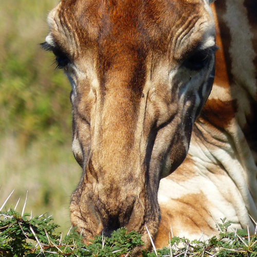 10 Datos curiosos sobre jirafas