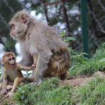 Mono rhesus con hijo. ©Pixabay