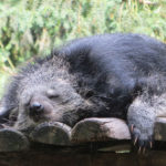 Bearcat dormido. ©Pixabay