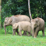 Elefantes de Borneo. ©Shutterstock