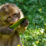 Macaco comiendo fruta. ©Pixabay