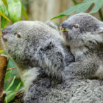 Mamá koala con bebé. ©Pixabay