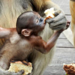 Monos de Borneo ©Pixabay