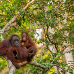 Orangutanes en un árbol. ©Pixabay