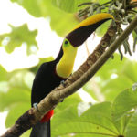 Tucan, Costa Rica ©Pixabay