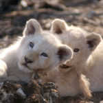 12 Cachorros blancos jugando. ©Rock Wallaby Productions 12 Cachorros blancos jugando. ©Rock Wallaby Productions