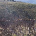 4 Leonas caminando entre los arbustos. ©Rock Wallaby Productions 4 Leonas caminando entre los arbustos. ©Rock Wallaby Productions