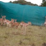 5 Impalas en refugio. ©Rock Wallaby Productions 5 Impalas en refugio. ©Rock Wallaby Productions
