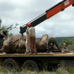 5 preparando elefante para trasladarlo. ©Rock Wallaby Productions 5 preparando elefante para trasladarlo. ©Rock Wallaby Productions