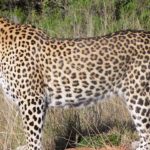 6 Leopardo de perfil mirando a distancia. ©Rock Wallaby Productions 6 Leopardo de perfil mirando a distancia. ©Rock Wallaby Productions